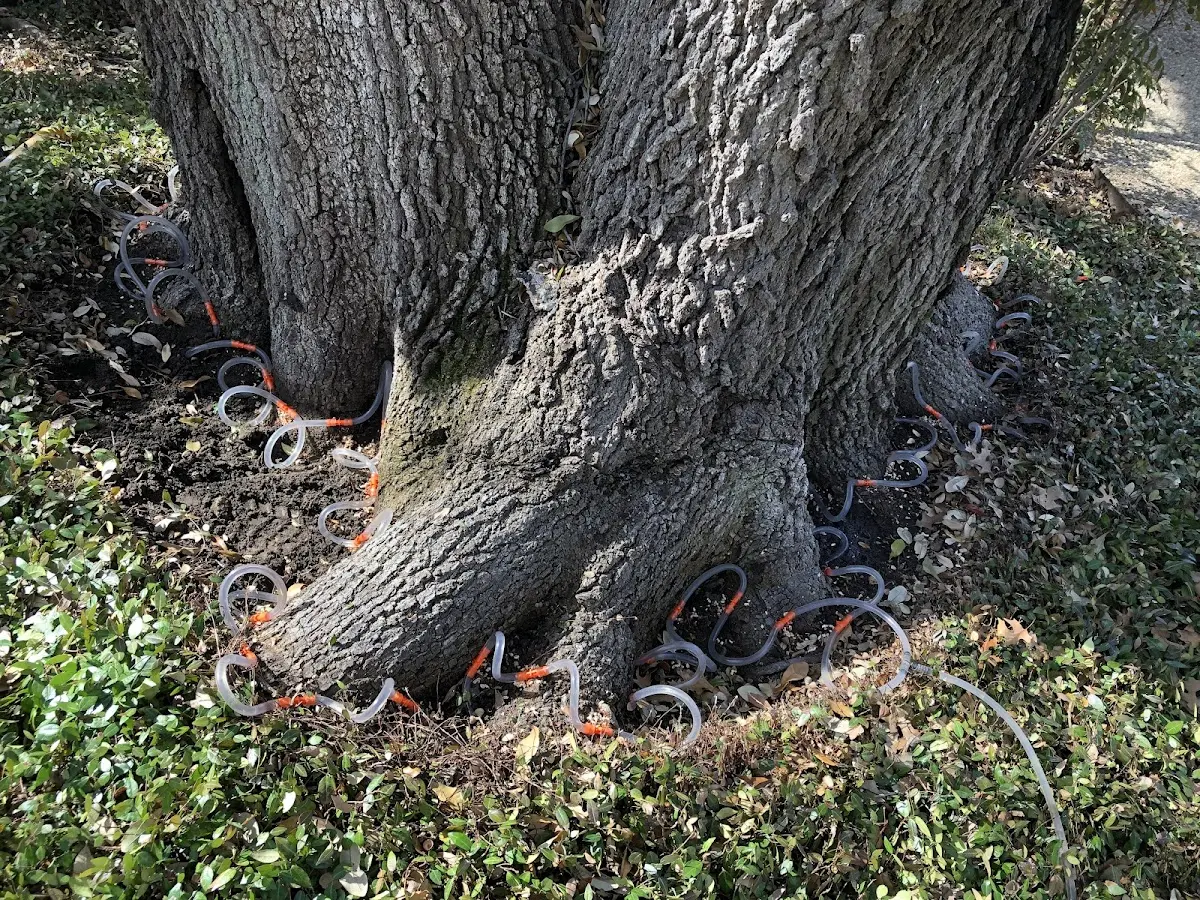 Detailed Tree Cabling and Bracing job site in East Kingston