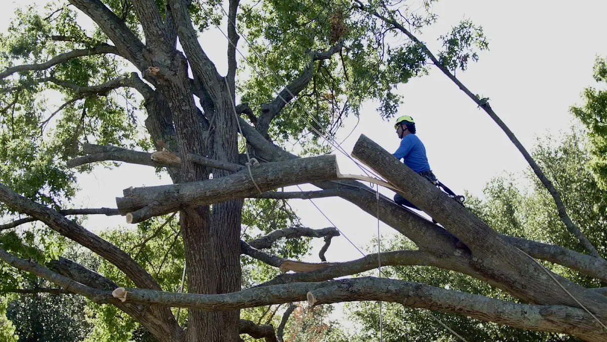 Professional Crown Thinning performed by certified arborists in East Kingston