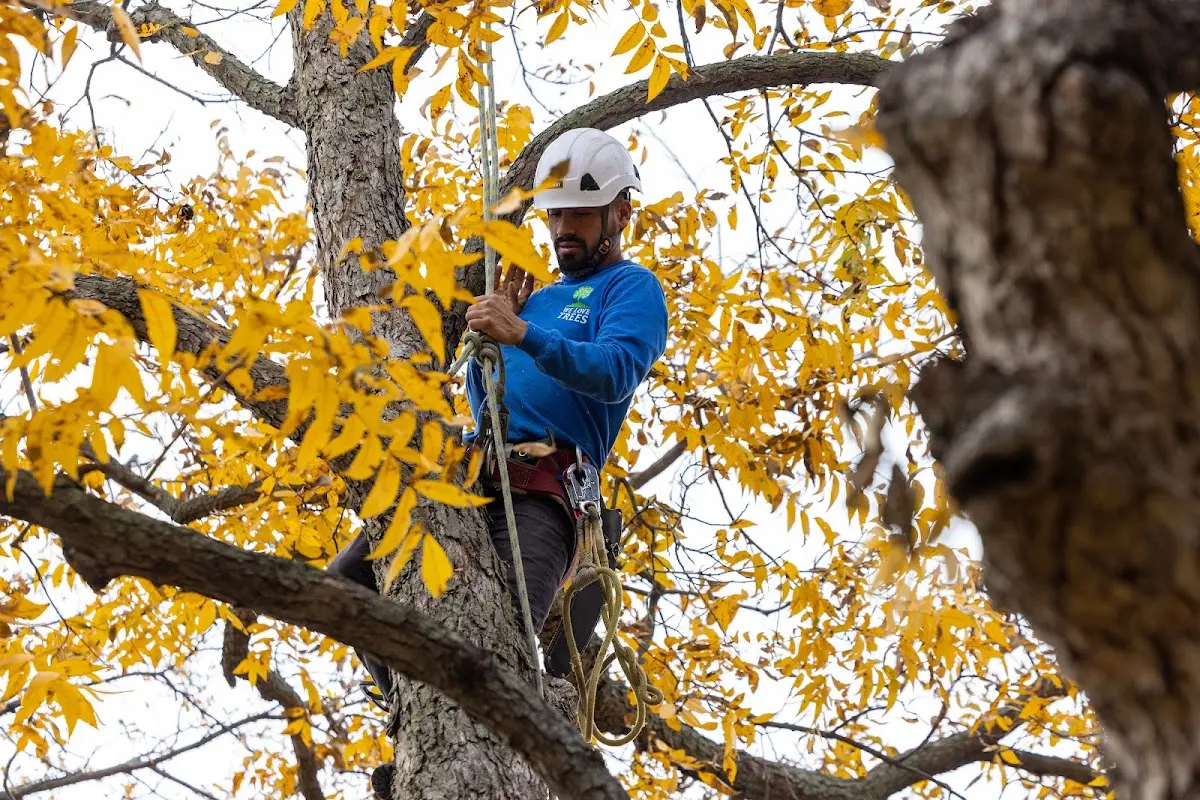 Skilled Tree Pruning crew working in East Kingston